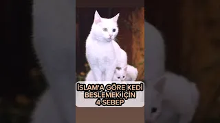 İslama göre kedi beslemek için 4sebep #kesfet #hayvan #tiktok #kesfetteyiz #animal #dini  #cat #kedi