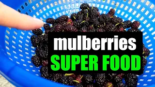 Health Benefits of Mulberries