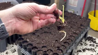 Chestnut Seeds under the lights!