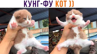 КУНГ-ФУ КОТ ))) Приколы с котами | Мемозг 1097