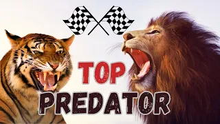 Which Apex Predator is Top Cat? | Top Cats Olympics
