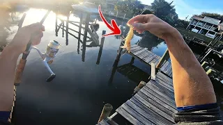 INSHORE FISHING SALTWATER CANALS WITH LIVE SHRIMP!