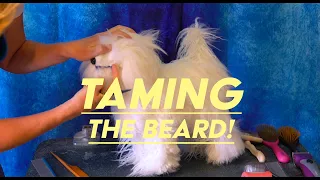 Taming Your Dog's Beard