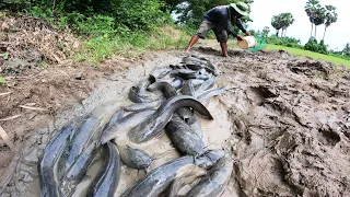 amazing fishing! A fisherman catch fish a lot in field, catch fish in little water by hand