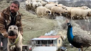 200 SHEEP / 20 DOGS / MORE THAN 100 POULTRY LIVING IN A CHALET