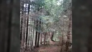 Як вирізають ліс у Карпатах.