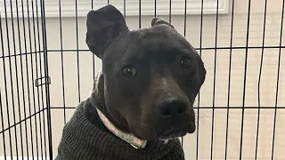 Woman adopts black pit bull because no one else would