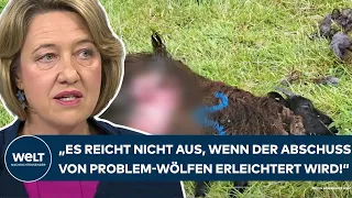 DEUTSCHLAND: Angst wächst! "Es reicht nicht aus, wenn Abschuss von Problem-Wölfen erleichtert wird!"