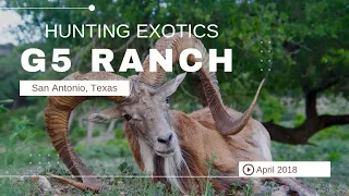 Hunting Exotics in Texas ~ G5 Ranch