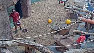 Chovatel v zoo občas potřebuje rychlé nohy!