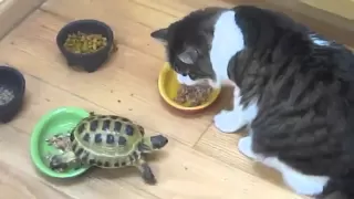 Черепаха гоняет котов