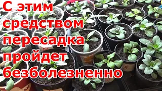 Перекись водорода для полива рассады. Оздоровление, укрепление корней при перевалке рассады петунии