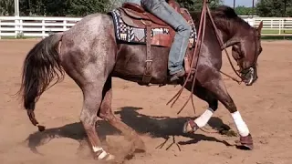 Peptoboons Chickory - reining maneuvers