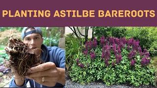 How to Plant ASTILBE Bare Roots