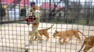 Симбе, Асаде и Шерхану ПРИНЕСЛИ ОБЕД! Кормление на свежем воздухе! Звездные львята Тайгана.