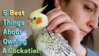 5 Best Things About Owning A Cockatiel