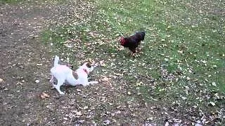 Jack Russell Terrier and Rooster