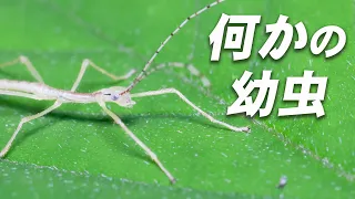 親の面影残すものまねが得意な生き物【ニホントビナナフシ(幼虫)】