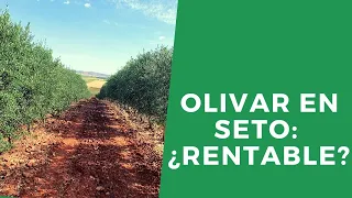 Olivar en Superintensivo | Olivar Alta Densidad: Estrategias para planificar una plantación