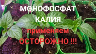 Небезпека застосування монофосфату калію для розсади!