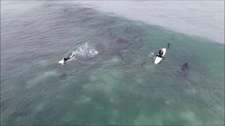 Surfing Morro Bay, CA