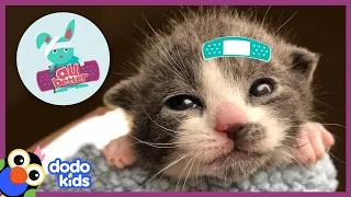 All Better Bagel — Little Kitten Gets Huge Party When She Finally Grows | All Better | Dodo Kids