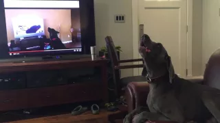 Weimaraner howls w/ German Shepherd howling w/ Rottweiler howling GS howling w/ wolves from Zootopia