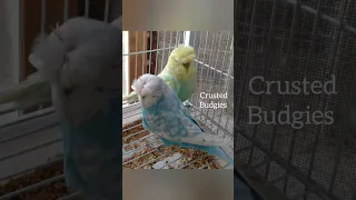 Top 10 Rare Budgies Mutation.