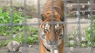 キリルがもぐもぐタイムで見せた行動は人間並　旭山動物園【Amur tiger movie】