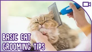 Basic Cat Grooming - TOP TIPS!