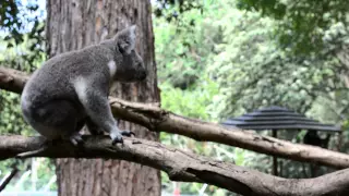 Koalas talking to each other during mating season. MUST SEE unbelievable fotage