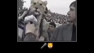 Romanian lion cub interview