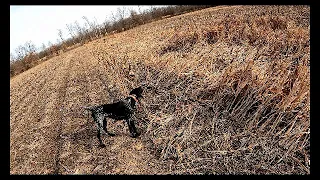 New Years Eve 2021 - German Shorthair Pheasant Hunt