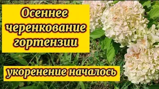 Осеннее черенкование гортензий.Первые корешки.Сложности черенкования осенью.