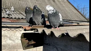 Николаевские голуби города Покровска, Украина