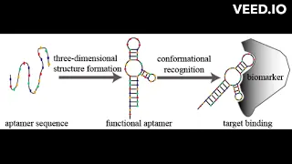 what is aptamer