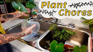 Plant Chores: potting imports, rot, + watering | Play this while you're taking care of your plants