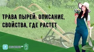 Трава пырей: описание, свойства, где растет