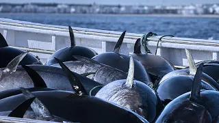 Net Fishing Tuna - Harvest, Cutting, Clean and Tuna processing in Factory