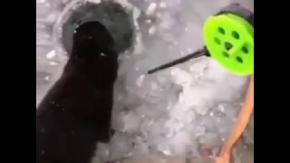 Песец в тундре угощается рыбкой во время рыбалки