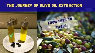 How to Extract Olive Oil: Step-by-Step Cold Press Method