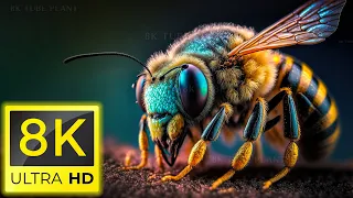 8K Жизнь насекомых - расслабляющая эмбиентная музыка и основные нюансы мира насекомых в 8K Ultra HD