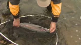 Spinner fishing for Steelhead, Niagara Falls ON  Csf 24 16 04