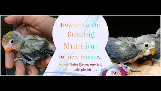 Euwing mutation for new fancier | Start with Green bird | Violet blue mix |