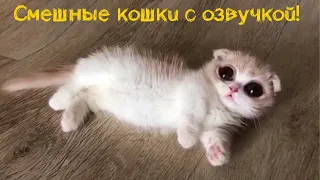 Смешные кошки и коты с озвучкой - ЛЮТЫЕ ПРИКОЛЫ, лучшее за 2020 год