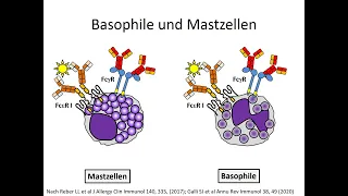 Mastzellen und basophile Granulozyten