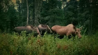 Alaska "Mama" Moose enjoys a late night snack with her 2 Calves