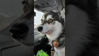 Alaskan Klee Kai talking and howling