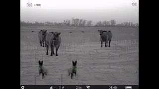 Protecting cattle from coyotes. Thermal coyote hunting.