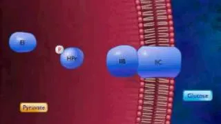 Active Transport by Group Translocation Animation Video